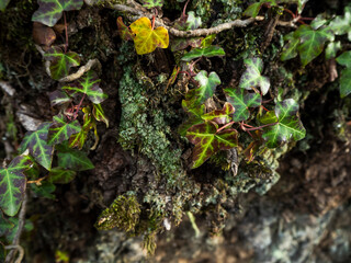 imagen detalle hojas de hiedra sobre una corteza de árbol con moho verde
