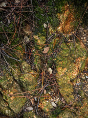 imagen detalle textura suelo de piedras con moho verde, hojas de pino secas y alguna piedra 