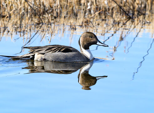 A Striking Northern Pintail Swimming on a Calm Pond