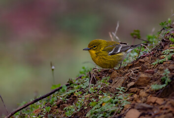 Adorable Pine Warbler on Small Hillside