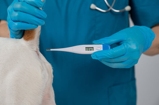 A veterinarian measures a dog's temperature rectally with an electronic thermometer.