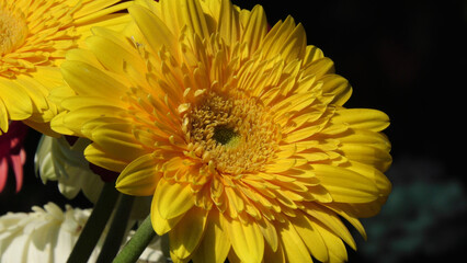 In a flower shop with large yellow flowers