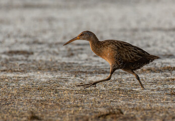 A Clapper Rail Walking through a Muddy Bog