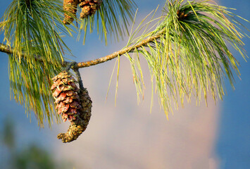 The Pine Cone And Branches pine tree branch with cones.