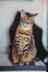 Bengal cat