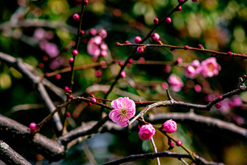 南立石公園の枝垂れ梅