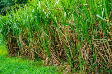 Lush row of thick green sugar cane stalks