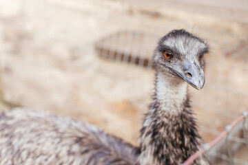 An Emu at a petting zoo in Florida waiting for a treat. © Cowen