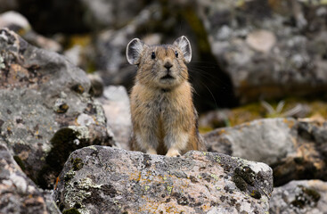 A Pika on High Alert