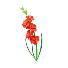 3D Model of Orange Gladiolus Flower. 3d illustration, 3d element, 3d rendering. 3d visualization isolated on a transparent background
