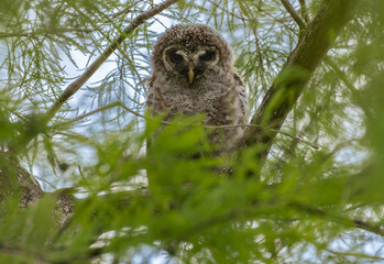 Barred Owlet Perched in the Trees 
