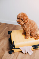 Red little poodle sitting in a yellow suitcase. Packing things on a journey to the bag with pets. Dogs in bag. Top view