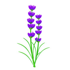 3D Lavender Model For Herb Gardens. 3d illustration, 3d element, 3d rendering. 3d visualization isolated on a transparent background