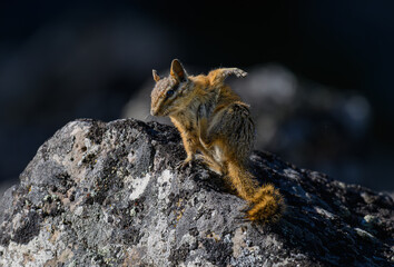 Cute Least Chipmunk Scratching an Itch
