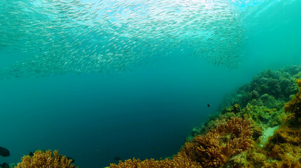Fototapeta na wymiar Sardine run over the corals, blue sea under water. Tropical fish underwater world.