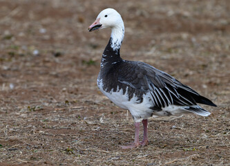 A Hydrid Blue Morph Snow Goose in an Agricultural Field