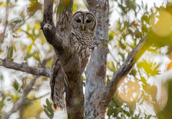 Barred Owl Perched Near Duck in the Florida Everglades