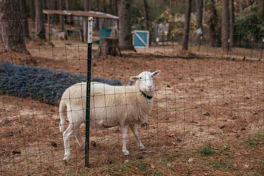 A large Sheep on a rescue farm in Florida