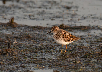 A Western Sandpiper in a Mudflat