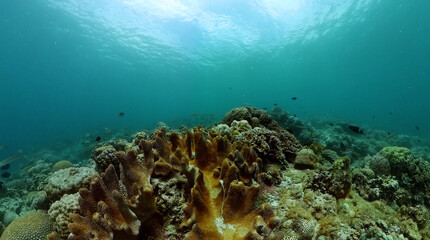Naklejka na ściany i meble Underwater life scene. Tropical fish and corals. Marine sanctuary, protected area.