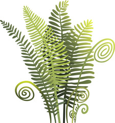 Wild bracken fern composition for natural botanical design. Green fern leaves, plant from woods on white background isolated nature elements. Vector clip art illustration in watercolor style. - obrazy, fototapety, plakaty