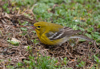 A Pretty Pine Warbler Showing off its Tongue