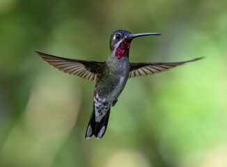 Long-billed Starthroat in flight