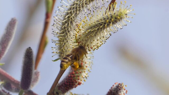 Honey bee gathering pollen from purple willow tree flowers in early spring