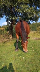 horse in the meadow - obrazy, fototapety, plakaty