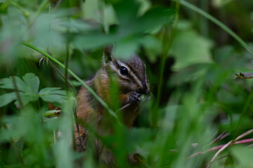 Well Hidden Chipmunk Eating in the Tall Grass