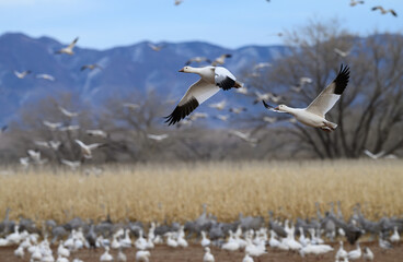 Snow Geese in Flight During Migration