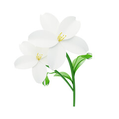 Fototapeta na wymiar Jasmine Flower 3D Model Of Two Blossoms And Buds. 3d illustration, 3d element, 3d rendering. 3d visualization isolated on a transparent background