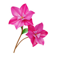 3D Magnolia Blossom Model With Elegant Petals. 3d illustration, 3d element, 3d rendering. 3d visualization isolated on a transparent background