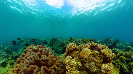 Underwater world with coral garden. Tropical fish and colorful coral reef.