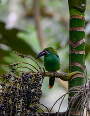 Crimson-rumped Toucanet in Ecuador
