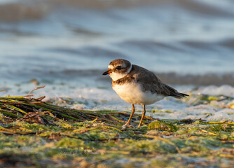 A Semipalmated Plover on the Beach at Sunrise