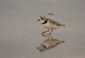 An Adorable Piping Plover Foraging on a Beach