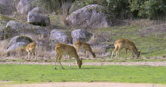 Female Nile lechwe or Mrs Gray's lechwe (Kobus megaceros) grazing, endangered species of antelope from South Sudan and Ethiopia, here in Lyon Tete d'Or zoo, France