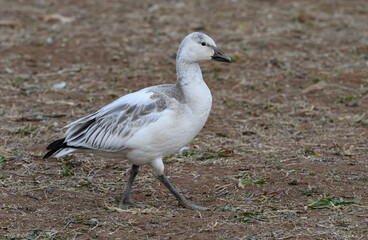 A Snow Goose Walking Near a Lake in New Mexico 
