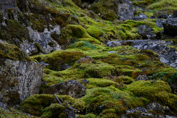 A Well Hidden Pika On a Mossy Mountain