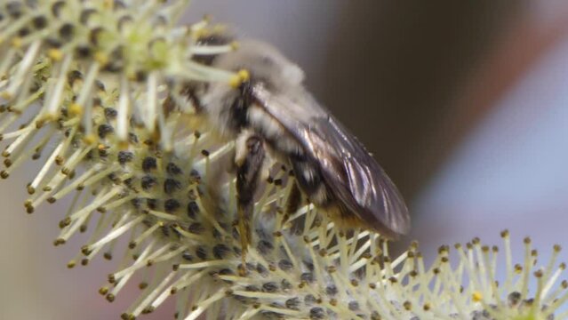 Bumble bee gathering pollen from purple willow tree flowers in early spring