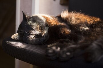 うたた寝する黒い老猫