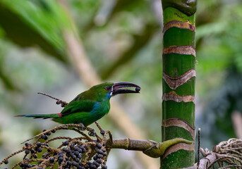 Crimson-rumped Toucanet in Ecuador