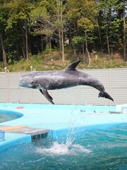 イルカのような芸の練習をするクジラ