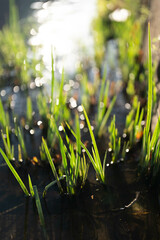 川の水草と玉ボケ