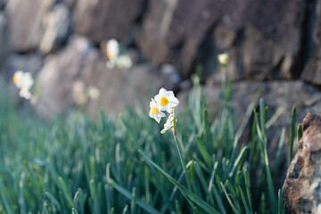 石垣の前の水仙