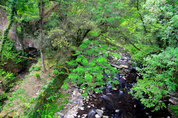 Obraz premium Riverside forest of ash, maple and hazel trees in a river