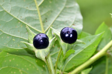 Detail of a ripe (black) fruits of belladonna (Atropa belladonna).