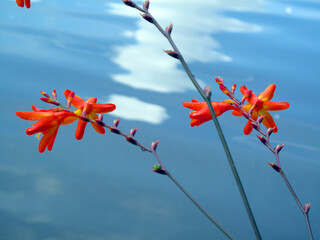 Flowers of the invasive plant Crocosmia × crocosmiiflora, a hybrid created in France that invades...