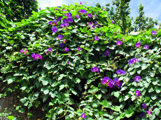 The invasive plant blue morning glory (Ipomoea indica) in flower. It is native to tropical regions of America.
